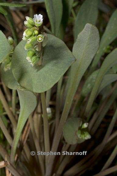 claytonia perfoliata 2 graphic